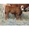 Image 5 : Wolfer Ranching/Wolfer Cattle Co. - 600# October Delivery Steer Calves - 60 Head (Tilley, AB)