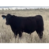 Image 2 : Logan & Shawni Jo James - 665# Oct/Nov Delivery Steer Calves - 80 Head (Drumheller, AB)