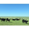 Image 10 : Twin Bridges Ranch - 800# August Delivery Grass Heifers - 160 Head (Maple Creek, SK)