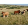 Image 3 : Indian Springs Land & Cattle - 600# October Delivery Steer Calves - 90 Head (Hussar, AB)