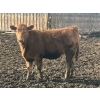 Image 7 : Hawk Ranching - 990# April Delivery Steers - 174 Head (Nanton, AB)