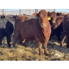 Image 3 : Fox Cattle Co. - 50 Simm X May Calving Bred Heifers (Foam Lake, SK)