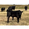 Image 2 : Dar-Lin Ranching - 470# November Delivery Heifer Calves - 115 Head (Big Stone, AB)