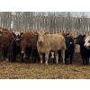 Image 4 : Lesher Lane Enterprises - 925# November Yearling Heifers - 135 Head (Lacombe, AB)