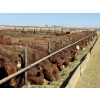 Image 12 : Van Hal Livestock Inc. - 725# May Delivery Heifers - 228 Head (Seven Persons, AB)