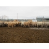 Image 14 : Vossepoel Cattle Co. - 630# December Delivery Weaned Heifers - 250 Head (Tilley, AB)