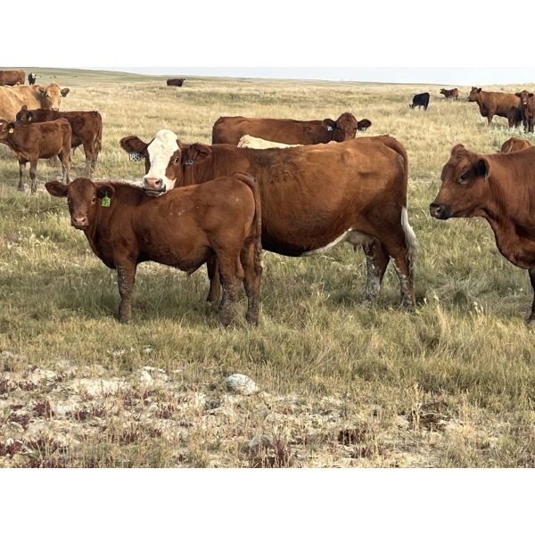 Rocky Miller - 540# October Delivery Steer Calves - 80 Head (Chinook, AB)