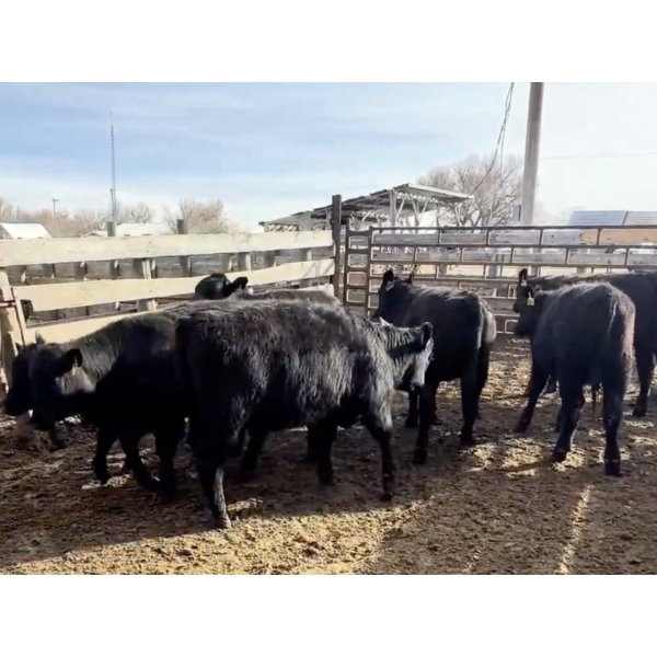 Circle Y Ranch Ltd. - 675# March/April Delivery Heifers - 36 Head (Raymond, AB)
