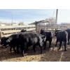Image 1 : Circle Y Ranch Ltd. - 675# March/April Delivery Heifers - 36 Head (Raymond, AB)