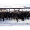 Image 3 : Devick’s Ranch - 720# Jan/Feb Weaned Steers - 66 Head (Kamloops, BC)