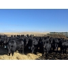 Image 8 : Downie Lake Colony - 860# March Delivery Heifers - 350 Head (Maple Creek, SK)