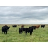 Image 5 : Kevlon Land & Cattle - 630# October Delivery Heifer Calves - 32 Head (Taber, AB)