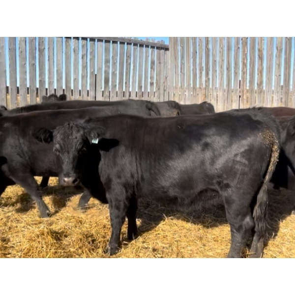 Petrofka View Ranch - 15 Black Angus X Spring Calving Bred Heifers (Petrofka, SK)