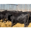 Image 1 : Petrofka View Ranch - 15 Black Angus X Spring Calving Bred Heifers (Petrofka, SK)