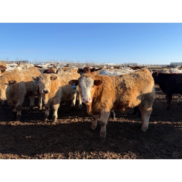 Greg Trewin - 1025# February Delivery Steers - 60 Head (Coulter, MB)