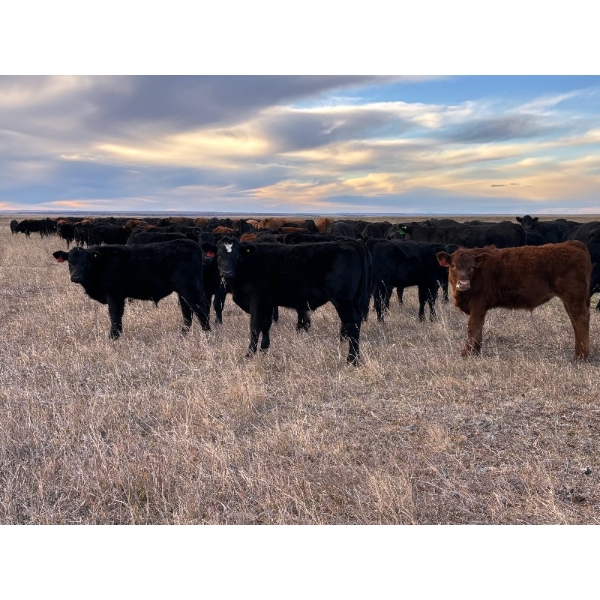 EJB Ranch - 540# November Delivery Steer Calves - 80 Head (Maple Creek, SK)