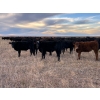 Image 1 : EJB Ranch - 540# November Delivery Steer Calves - 80 Head (Maple Creek, SK)