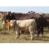 Image 2 : Bar T Livestock - 535# October Delivery Steer Calves - 115 Head (Earl Grey, SK)