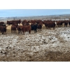 Image 5 : Raymond Land & Cattle - 910# March Weaned Steers - 138 Head (Hazenmore, SK)