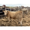 Image 9 : Douglass Agro - 940# June Delivery Heifers - 170 Head (Gem, AB)