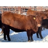 Image 2 : Spruce Ridge Farms  - 21 Heifers (Pen 515)