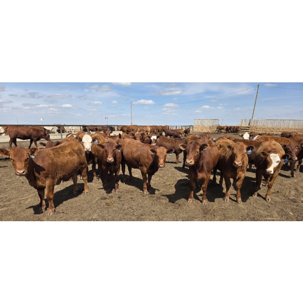 Cattlewood Farms Ltd. - 740# June Delivery Heifers - 200 Head (Fincastle, AB)