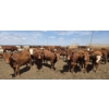 Image 1 : Cattlewood Farms Ltd. - 740# June Delivery Heifers - 200 Head (Fincastle, AB)