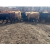 Image 5 : Turtleview Livestock - 950# May Delivery Steers - 62 Head (Goodlands, MB)