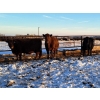 Image 3 : Four Harts Cattle Co. - 1400# Cows - 34 Head (Vermilion, AB)