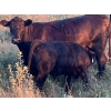 Image 6 : George Ranching - 620# October Delivery Steer Calves - 100 Head (Marwayne, AB)
