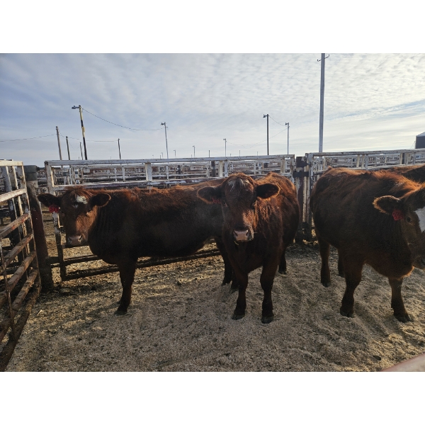 Ribbon Creek Ranch - 5 Red Heifers (Pen 310 - 312) 1007# avg