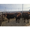 Image 1 : Ribbon Creek Ranch - 5 Red Heifers (Pen 310 - 312) 1007# avg