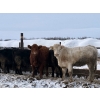 Image 7 : Hines Ranching - 850# Dec/Jan Delivery Yearling Heifers - 72 Head (Marwayne, AB)