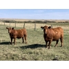 Image 4 : DL Half Diamond Ranch - 680# Steer Calves - 90 Head (Fort Macleod, AB)