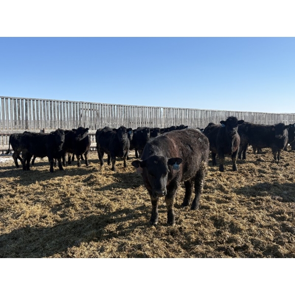 6U Cattle Company - 980# April Delivery Steers - 65 Head (Manning, AB) VBP+