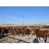 Image 8 : Cattlewood Farms Ltd. - 820# February Delivery Heifers - 76 Head (Vauxhall, AB)
