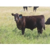 Image 3 : Blooming Enterprises Ltd. - 625# October Delivery Steer Calves - 85 Head (Gladmar, SK)