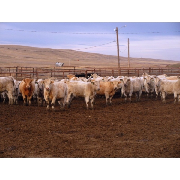 Cluny Colony - 806# November Weaned Heifers - 65 Head (Cluny, AB) 