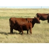 Image 7 : Evans Family (Gary, Carla & Keith) - 570# Heifer Calves - 100 Head (Bassano, AB)