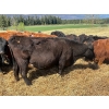 Image 6 : Kingsclere Ranch - 40 Angus X Mature Pairs (Parson, BC)