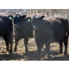 Image 4 : GDS Enterprises Ltd. - 23 Black Angus Replacement Heifers (Burstall, SK)