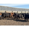 Image 7 : Brian Perillat - 760# March Delivery Steers - 70 Head (Olds, AB)