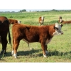 Image 7 : Bruce, Julie & Kyle Musgrove - 550# Steer Calves - 110 Head (Patricia, AB)
