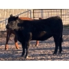 Image 6 : Bone Creek Ranch - 975# November Delivery Open Heifers - 63 Head (Maple Creek, SK)