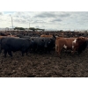 Image 13 : Chipping Hill Cattle Co. - 1000# September Delivery Steers - 120 Head (MacGregor, MB)