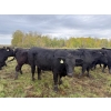 Image 23 : James Keen - 25 Black March/April Calving Bred Heifers (Reaburn, MB)
