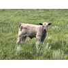 Image 3 : Westview Cattle Co. - 525# November Delivery Steer Calves - 90 Head (Consort, AB)
