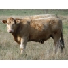 Image 7 : Gate Way Ranch - 1050# October Delivery Grass Steers - 175 Head (Elkhorn, MB)
