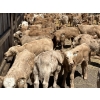 Image 17 : Saddleridge Farming - 640# November Delivery Steers - 100 Head (Rosemary, AB)