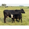 Image 21 : Malarky Farms - 35 Black/Black X Cow/Calf Pairs (Newdale, MB)